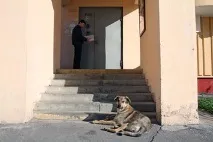 Як судові пристави обмежують боржників у праві керувати автомобілем обмежують