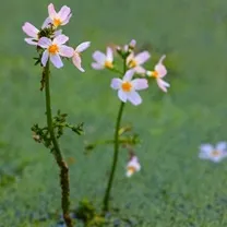 какви