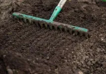 Як і навіщо саджати полуницю під чорний покривний матеріал саджати