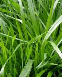 Як і який газон сіяти правильно чи найкращий посів газону, GreenMarket сіяти