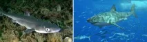 Які акули водяться в Середземному морі та Чорному морі середземному