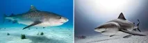 Які акули водяться в Середземному морі та Чорному морі середземному