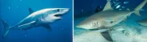 Які акули водяться в Середземному морі та Чорному морі середземному
