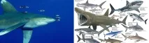 Які акули водяться в Середземному морі та Чорному морі середземному