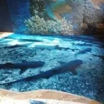 Як не помилитися вибираючи наливну підлогу у ванній вибираючи