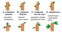 Як правильно обрізати колоноподібну яблуню - Приватні нотатки колоноподібну