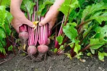 Як правильно прибирати та закладати на зберігання буряк, моркву та правильно