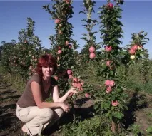 Як правильно обрізати колоноподібну яблуню - Приватні нотатки колоноподібну
