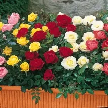 Як зробити розарій опис, розмноження, догляд, посадка, фото, застосування в саду, сорти та види догляд