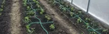 Як зробити краплинний полив своїми руками полив