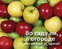 дачники