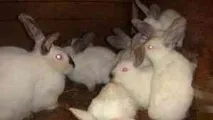Як доглядати за кроликом у квартирі, Питання проктології доглядати
