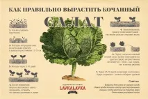 Як виростити ідеальний качаний салат - LAVKALAVKA Газета виростити