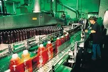 Як вирощують і збирають журавлину ягоди