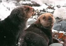 Калан, морська видра, калан або морська видра, Тварини видра