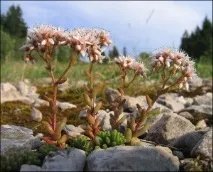 Камнеломка опис, характеристики, застосування, протипоказання опис