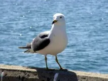 згідно