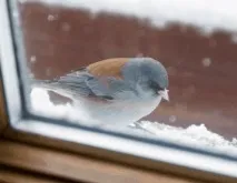 чого
