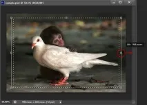 Як вставити фото в рамку у Photoshop CS6 photoshop