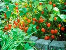 Як виростити фізаліс виростити фізаліс