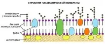 Клітинний рівень організації живого клітинний