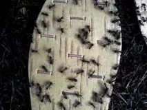 Копорський чай - здоров’я України! Устілки з берести та міді (Insoles made of birch bark and copper) україни