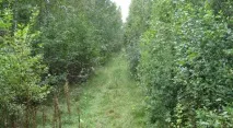 ціни