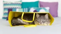 котики
