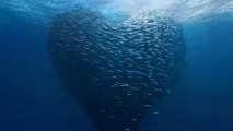 Kосяк - Дитячий сайт дитячий