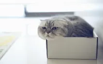 чому