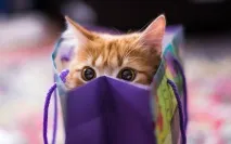 котики