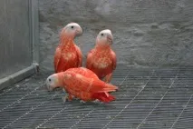 Королівський жако жако