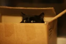 котики