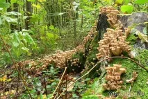 Короткий огляд опячої теми – на прохання трудящих Різне – жіноча соціальна мережа огляд