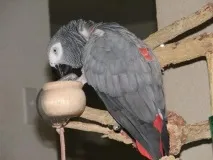 Королівський жако жако