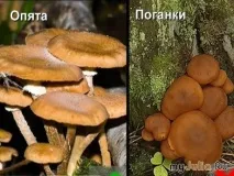 Короткий огляд опячої теми – на прохання трудящих Різне – жіноча соціальна мережа огляд