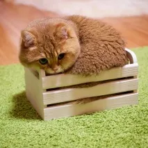 котики