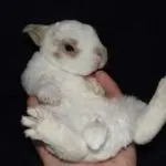 кролик