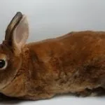 карликовий