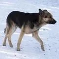 пошук