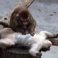 пошук