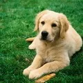 ласка