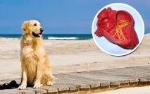 Лікування дирофіляріозу у собак, симптоми, діагностика, профілактика, наочні фото лікування