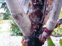 Лікування та боротьба з хворобами та шкідниками плодових дерев, фото боротьба