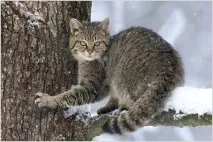 Лісовий кіт (лісова кішка) фото та відео, опис породи, характер відео