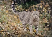 Лісовий кіт (лісова кішка) фото та відео, опис породи, характер кішка
