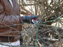 Ложнощитівка заходи боротьби з акацієвою та іншими видами шкідника боротьби