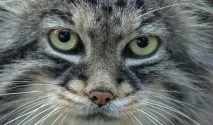 Магічний погляд котячих котячих