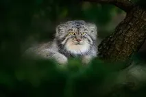 Магічний погляд котячих тільки