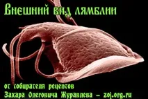 дорослих